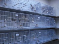 /album/criadouro-estrutura-e-passaros/gaiol%c3%a3o%204-jpg/